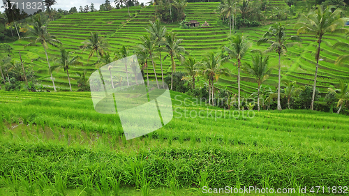 Image of Jatiluwih rice terrace with sunny day in Ubud, Bali