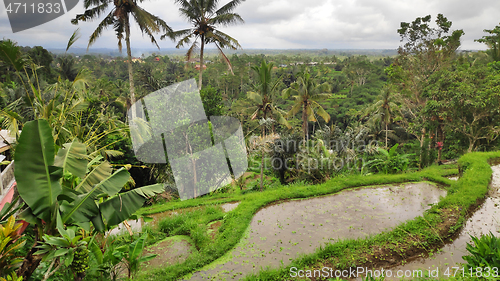 Image of Tegalalang rice terraces in Ubud, Bali