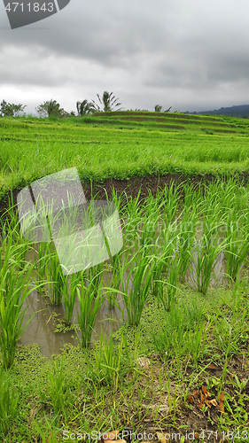 Image of Jatiluwih rice terrace day in Ubud, Bali