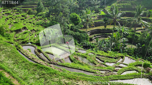 Image of Tegalalang rice terraces in Ubud, Bali