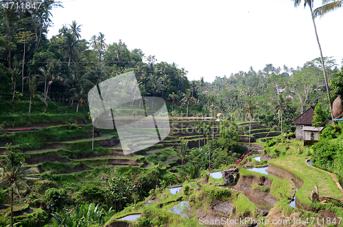 Image of Tegalalang rice terraces in Ubud, Bali