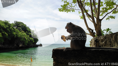 Image of Monkey at Padang Padang beach