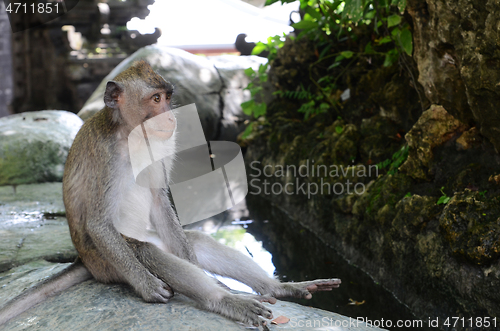 Image of Monkey in the sacred Monkey Forest in Bali