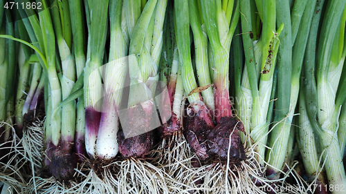 Image of Row of spring onions