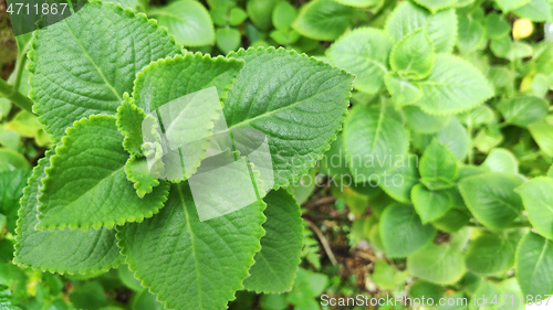 Image of Fresh green Indian borage plant