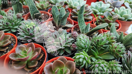 Image of Diversity of cactus and succulents