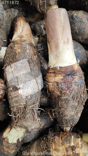 Image of Fresh yam for cooking