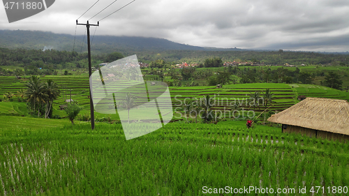 Image of Jatiluwih rice terrace day in Ubud, Bali