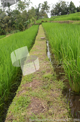 Image of Jatiluwih rice terrace in Ubud, Bali