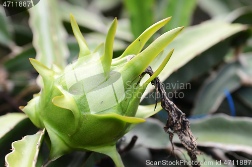 Image of Green dragon fruit