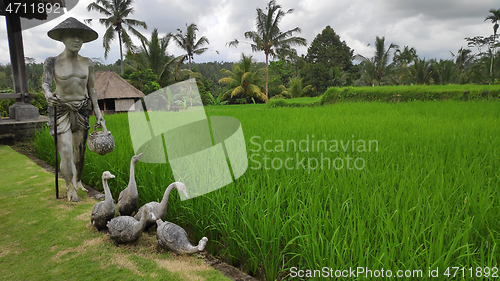 Image of Green young rice field in Bali