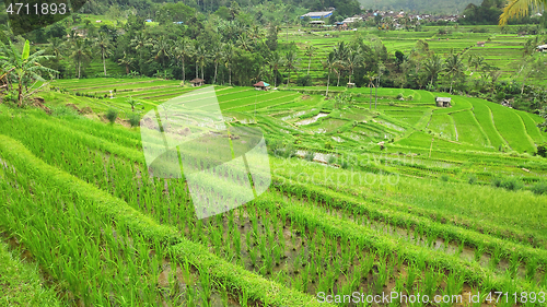 Image of Jatiluwih rice terrace with sunny day in Ubud, Bali