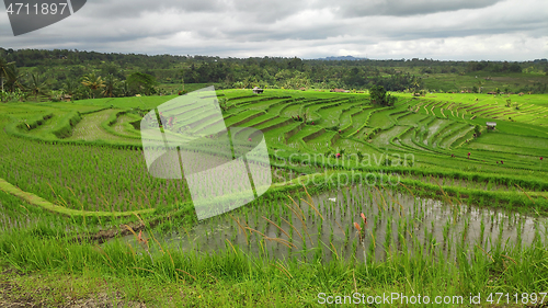 Image of Jatiluwih rice terrace with sunny day in Ubud, Bali