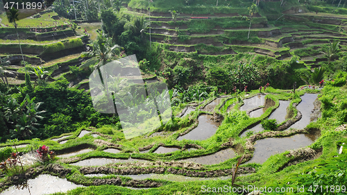 Image of Tegalalang rice terraces in Ubud, Bali