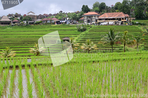 Image of Jatiluwih rice terraces in Tabanan, Bali, Indonesia.