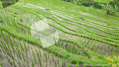 Image of Jatiluwih rice terrace with sunny day in Ubud, Bali