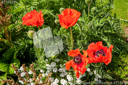 Image of red poppies in the garden