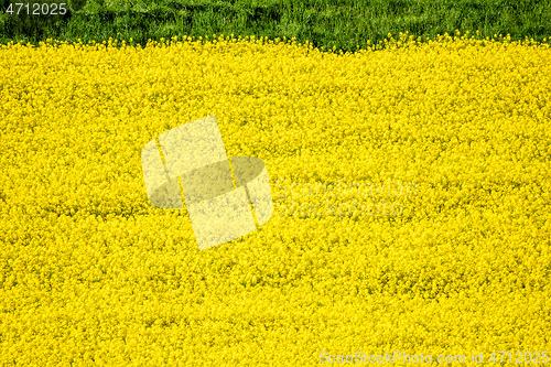 Image of rape field spring background