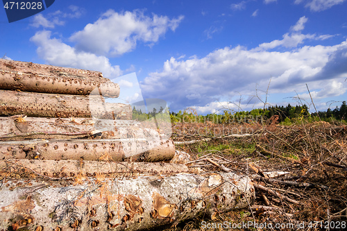 Image of cleared forest outdoor scenery south Germany