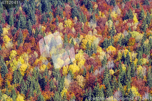 Image of Autumn forest trees as background