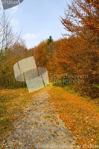 Image of Autumn country road in the forest