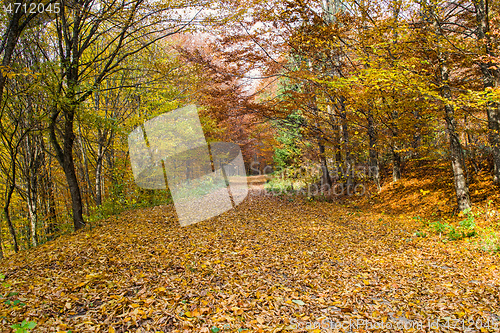 Image of Autumn road landscape in forest