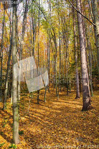 Image of Autumn forest scene