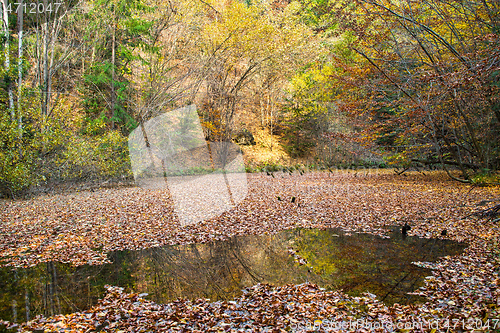Image of Pond with leaves in autumn forest