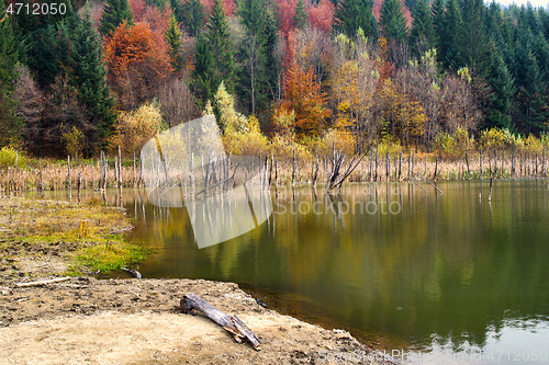 Image of Dead tree trunks reflecting in water