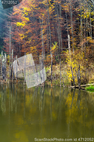 Image of Reflection of dead tree in lake