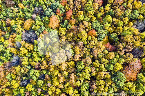 Image of Foliage forest in autumn from above
