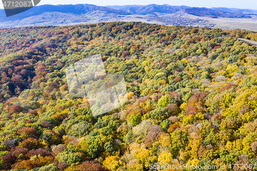 Image of Fall forest, aerial view