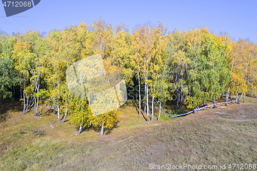 Image of Autumn landscape, birch tree forest