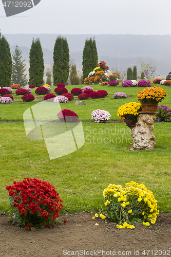 Image of Colorful flowers in summer yard