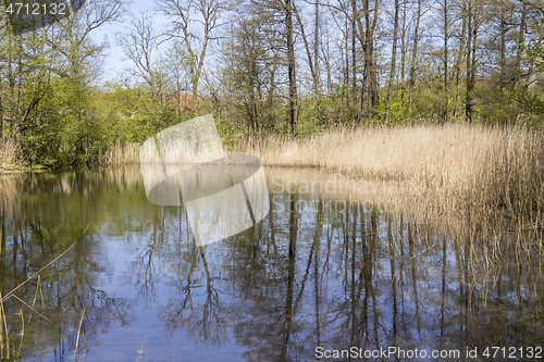 Image of lake with reed