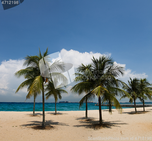 Image of Tropical beach