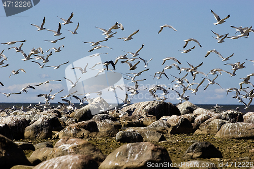 Image of Seagulls