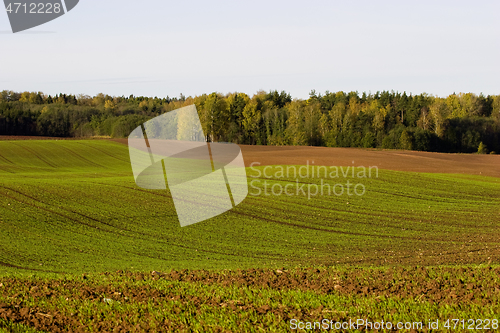 Image of Winter crop field