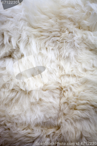 Image of White sheep fur texture