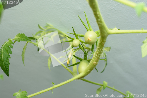 Image of Green unripe fruits of tomatoes under the ceiling, grown at home