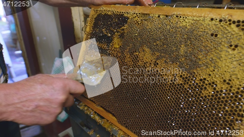 Image of Honey bees on a hive cluster