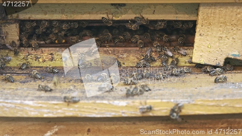 Image of Honey bees on a hive cluster