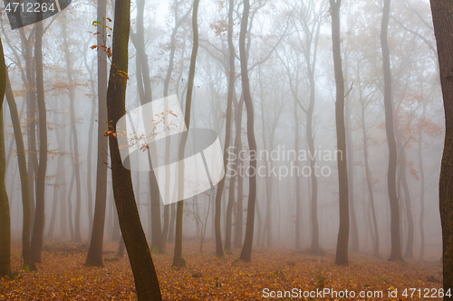 Image of Autumnal mysterious forest trees with yellow leaves.