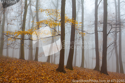 Image of Autumnal mysterious forest trees with yellow leaves.