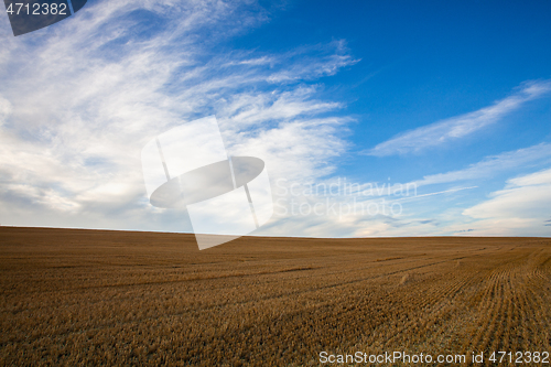 Image of On the empty field after harvesting in summer evening. 