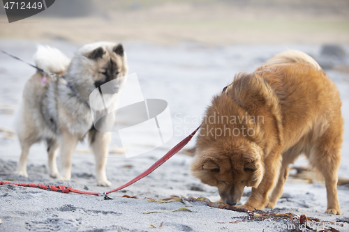 Image of Eurasier Dogs