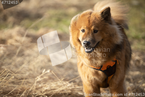 Image of Eurasier Dog