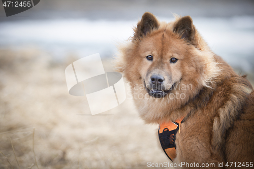 Image of Eurasier Dog