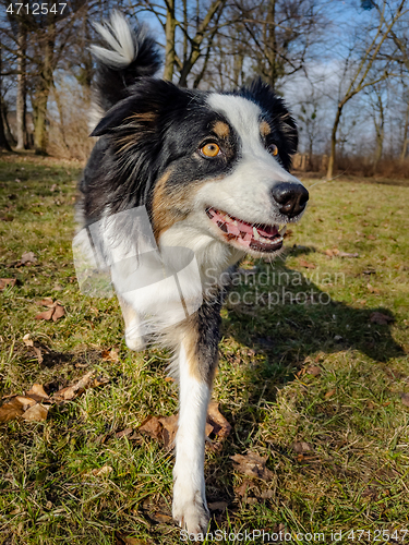 Image of Australian Shepherd Dog at park