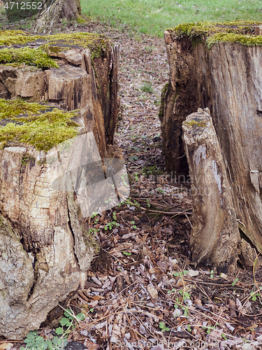 Image of Old tree stump covered moss